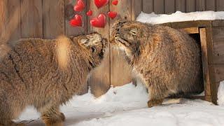 Pallas’s cat Achi is loudly calling Snezhinka out on a date!