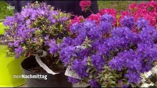 NDR Mein Nachmittag – so gedeiht Rhododendron am besten