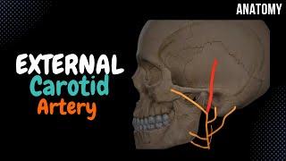 External Carotid Artery SCHEME (Side branches + Mnemonics)