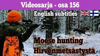 Moose hunting in Finland 2021