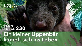 Kinderüberraschungen im Leipziger Zoo (Langfolge 230) | Elefant, Tiger & Co. | ARD