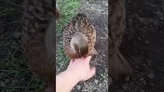 Playful Duck laughing while playing with my hand at PumpjackPiddlewick