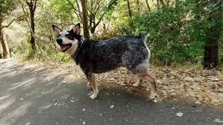 A little walk with Chico
