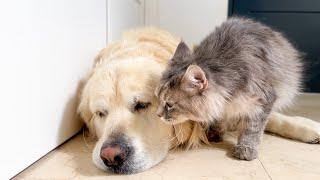 Pregnant Cat Demands Attention from Sleepy Golden Retriever