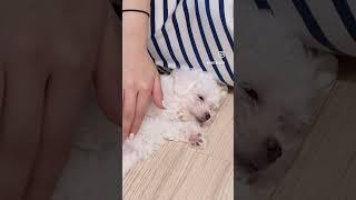 아기시절 앙꼬  지금은 없는 핑크쩰리 ~  #강아지 #puppy #비숑