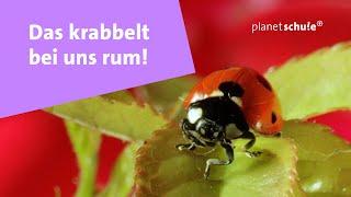 Krabbeltiere: Die Spinne ist kein Insekt - Das kleine 1x1 der Artenkunde  | Planet Schule