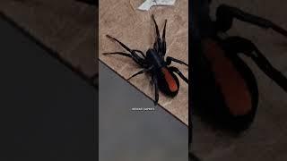 What kind of spider did we find? #narrowayhomestead #offgridlife #spider #blackwidow