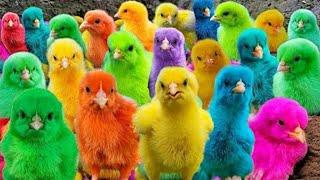 Ayam Lucu, ayam warna warni, ayam rainbow, kelinci lucu, bebek lucu, ikan koi, Hewan Lucu