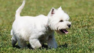 Getting to Know the West Highland White Terrier - All You Need to Know!