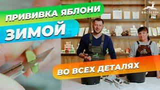 ПРИВИВКА ЯБЛОНИ ЗИМОЙ | ЗИМНЯЯ ПРИВИВКА ОСОБЕННОСТИ И СЕКРЕТЫ