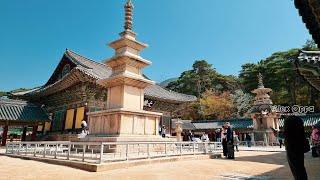 Korea Travel Walking a lone in Gyeongju to seeing the Beautiful of Cherry Blossom at Bulguksa Temple