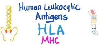 Human Leukocytic Antigen (HLA) - Major Histocompatibility Complex (MHC) - Immune System