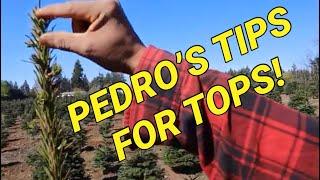 Pointers on working the tops of your Christmas tree from Pedro