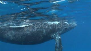 Awesome Humpback Whale Underwater. Stock Footage