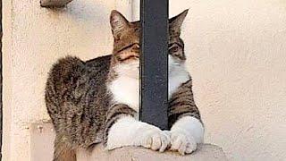 Funniest Animals  New Funny Cats and Dogs Videos  - Ep.34