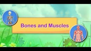 Bones and Muscles | Science For Kids | Grade 2 | Periwinkle