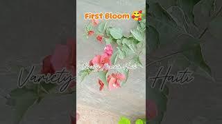 UNANG PAMUMUKADKAD NG AKING BOGIES | Bougainvillea first Bloom 