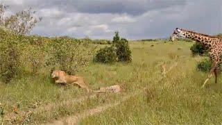 Lion pride vs giraffe calf and mother