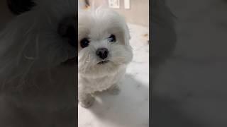 최애간식 먹었꿍 (매우귀여움)
