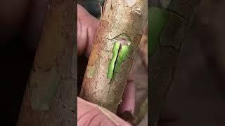 Best EASY Guava Grafting Technique for 100% Success EP061#guava #grafting  #gardening