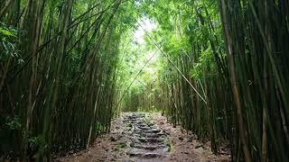 Bamboo Forest along Pipiwai Trail, on the Road To Hana