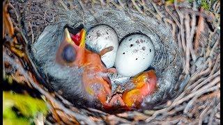 Saving Baby Birds