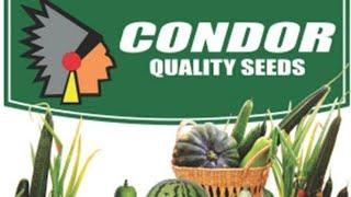 SNAP HYDROPONICS | Choose Good Seeds