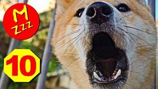 Stop Dogs Barking with Silent Sonic Sounds - Silent Dog Whistle to Stop Dogs Barking