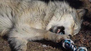 Gray Wolf Plays with Toy in his Sleep