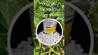 아스피린 텃밭에도 먹여 주세요. #아스피린 #텃밭이야기