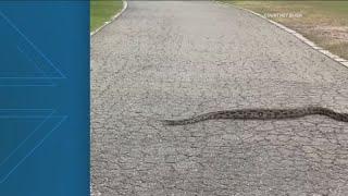 Woman spots snakes slithering around Piedmont Park