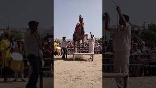 Pushkar Mela || Pushkar Camel Dance || Pushkar festival 2024 #Pushkar #Shorts