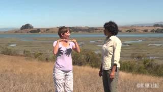 Ecosystems of California: Estuaries