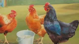 Saint-Saens: Carnival of the Animals~Poules et Coqs (Hens and Cockerals)