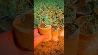 Mushkil ambar ka paudha #youtube #adnan #shorts #2025 #shortvideo #Ansari