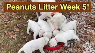 Labrador Retriever Puppies! Litter Update Week 5