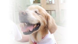 St. John Ambulance Therapy Dog Program