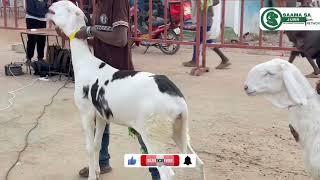 GUBA International Trade Fair Livestock Improvement with live coverage by SAAMA SA JURR NETWORK