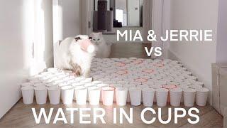 Mia and Jerrie vs Water | Don't get wet challenge | mmeowmmia