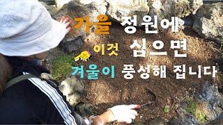 가을 정원의 마지막을 정리하는 나만의 방법 │세덤 │튤립 │무늬사초