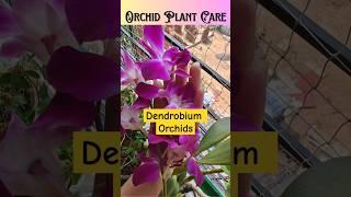 Orchid Plant Care Guide for Beginners | How to grow orchids at home #garden #orchid #shorts #ytshort