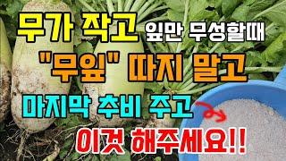 무가 작고 잎만 무성할때 무잎은 따지 말고 마지막 추비 주고 이것만 해주면 무가 커져요 #무키우기