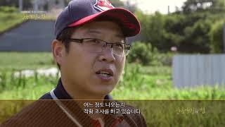 안동 생강 - 농협 생강작황조사 / 안동MBC PLUS