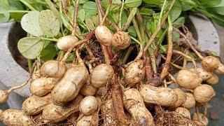 peanut growing at home #short #peanut