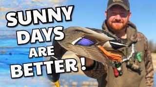 Arkansas Duck Hunting | Sunny Day on the South 80