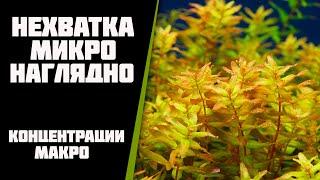 Нехватка микроудобрения наглядно и еще раз про концентрации макро.