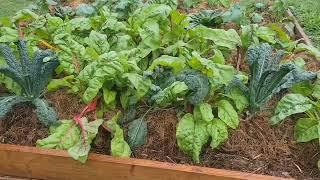 Starting A New Vegetable Garden in 60 Days