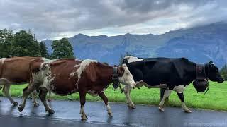 A visit at Axalp - the other side of Brienz 4K