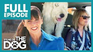 Owner Can't Handle Labradoodle's Rambunctious Behavior | Full Episode USA