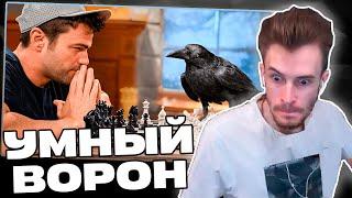 Заквиель УДИВЛЕН от самого УМНОГО ВОРОНА | Реакция на Mark Rober | Нарезка Заквиеля